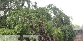 Tormenta tropical Julia causa estragos en Managua
