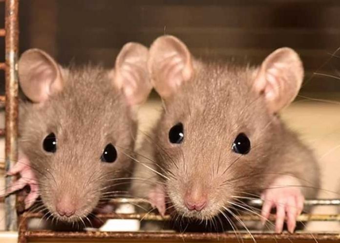 Científicos trasplantaron neuronas humanas a ratones para estudiar problemas mentales