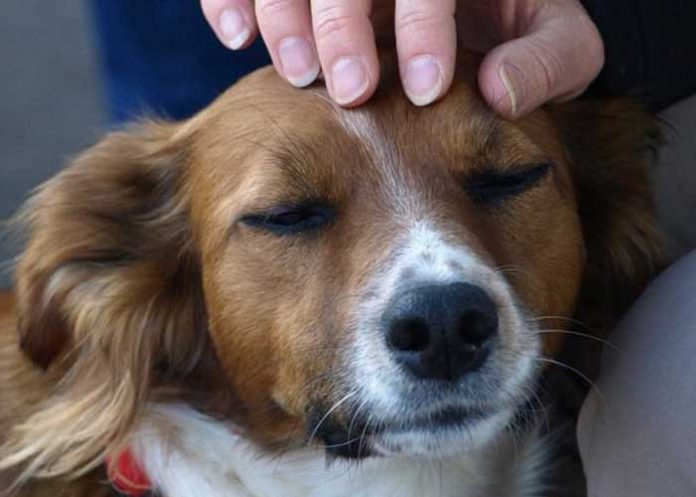 Estudios indican que acariciar a tu perro es excelente para la salud