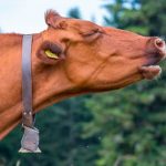 Multan a una vaca en España por mugir demasiado alto