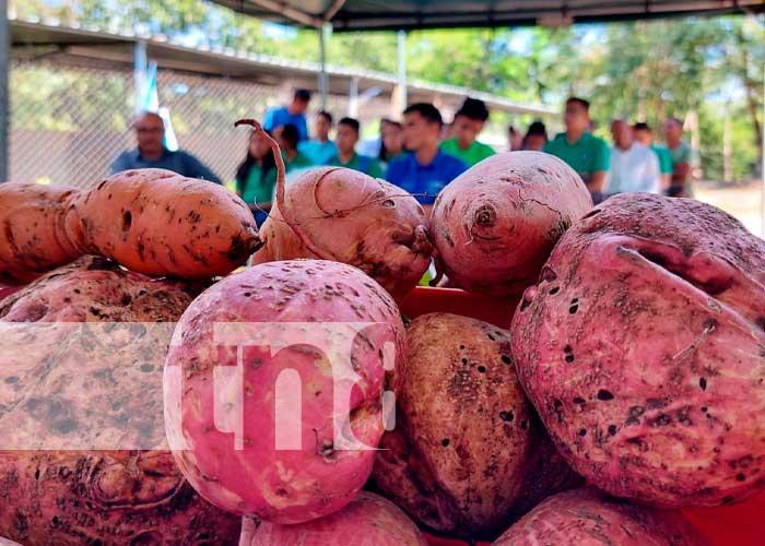 INTA presenta nuevas variedades de camote con gran rendimiento en Madriz