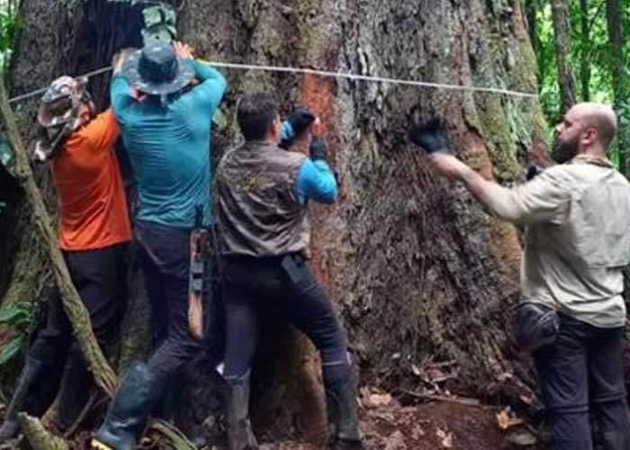 "Como un edificio": Científicos llegan al árbol más grande en Brasil