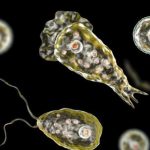 Joven fallece tras infectarse con ameba ‘comecerebros’ en Estados Unidos