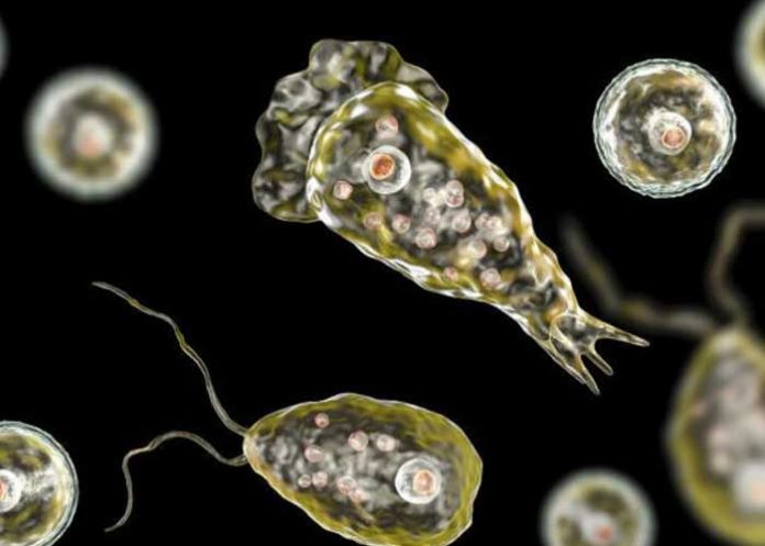 Joven fallece tras infectarse con ameba ‘comecerebros’ en Estados Unidos