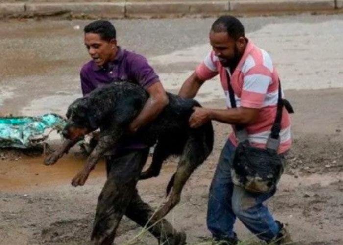 El perro se paró en dos patas para alcanzar a su dueño