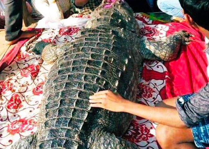 Cientos asistieron al funeral del cocodrilo vegetariano