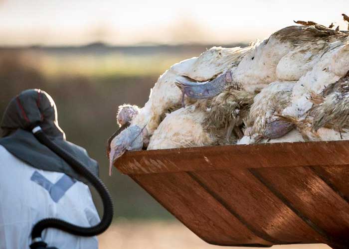 En España detectan el primer caso de gripe aviar H5N1 en un humano