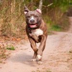 Feroz ataque de perro pitbull dejó a dos niños muertos en Tennessee