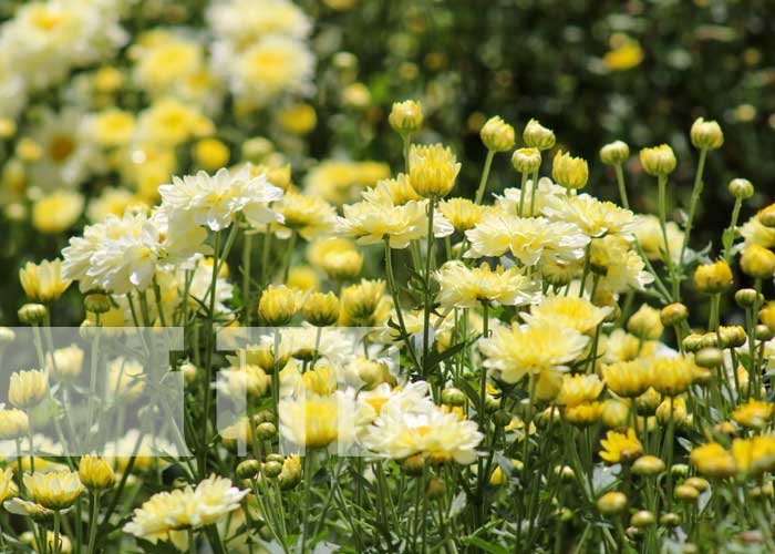 Espectáculo de flores para estas fechas en Masaya