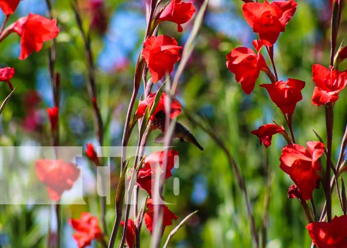 Espectáculo de flores para estas fechas en Masaya