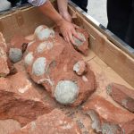 Descubren en China huevos de dinosaurio de 80 millones de años