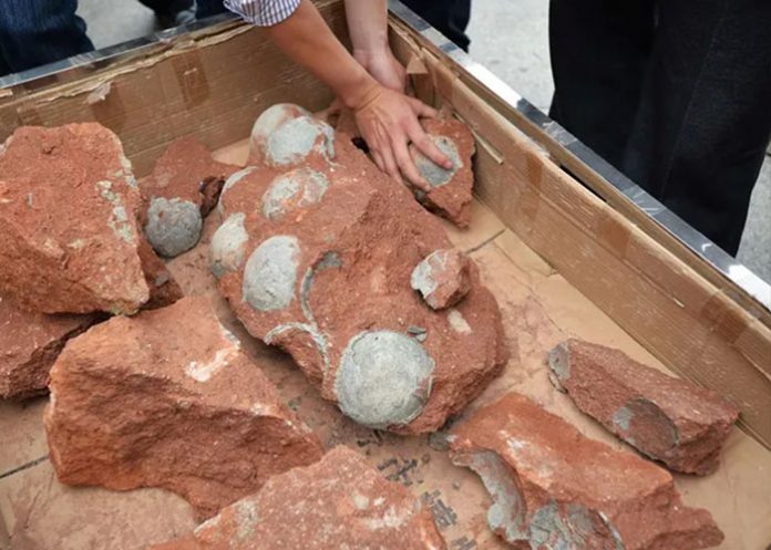 Descubren en China huevos de dinosaurio de 80 millones de años