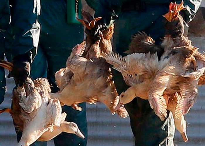 Gripe aviar pone en "jaque mate" varias granjas en Inglaterra