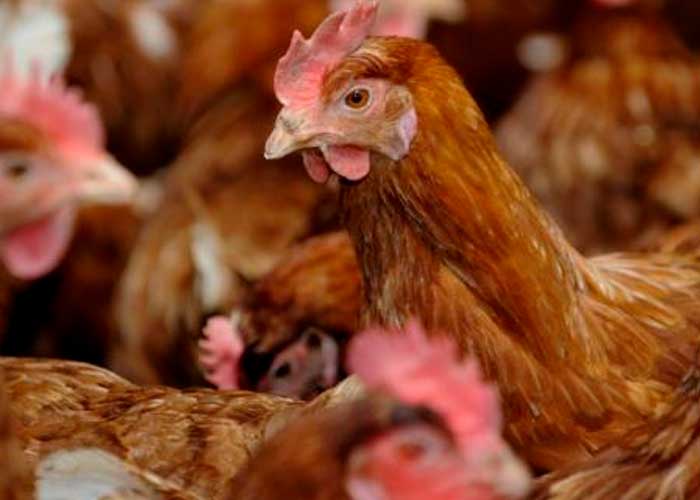 Gripe aviar pone en "jaque mate" varias granjas en Inglaterra