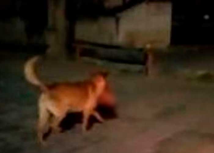 Canino pasea con una "cabeza humana" ensangrentada por calles de Zacatecas