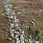 Catástrofe ambiental en Florida aparecen cientos de peces muertos