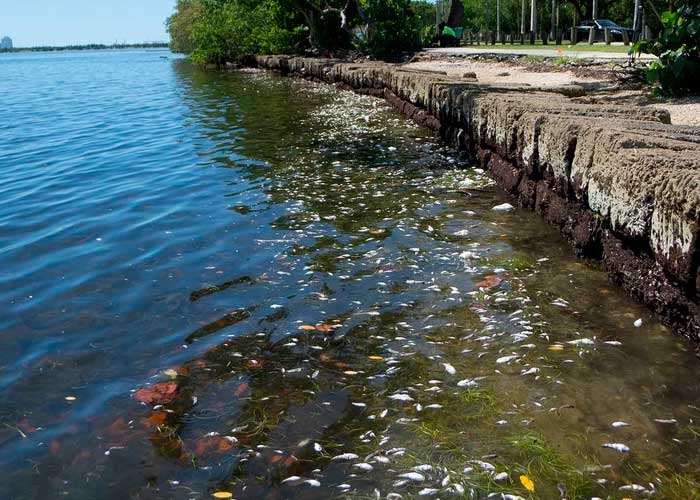 Catástrofe ambiental en Florida aparecen cientos de peces muertos