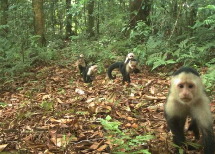 Los monos bajan de los árboles al suelo a causa del cambio climático