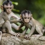 Los monos bajan de los árboles al suelo a causa del cambio climático