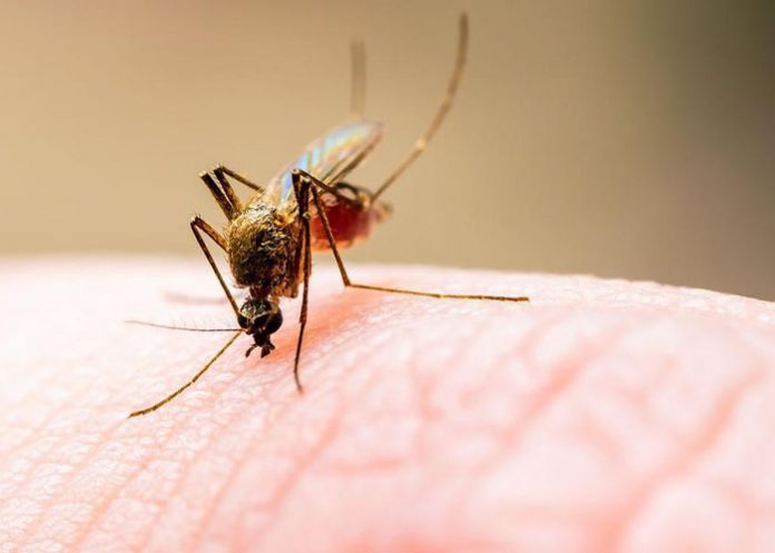 ¿Sabías que los mosquitos pican a unas personas y a otras no?