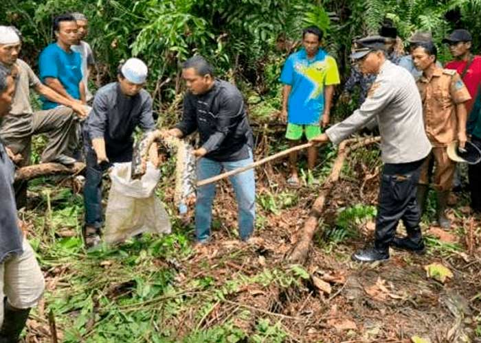 Pitón de más de seis metros devoró a una mujer de 54 años en Indonesia