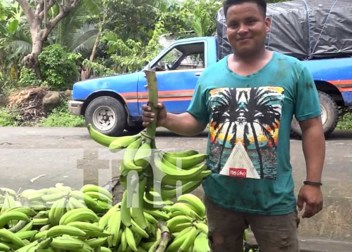 Producción de plátano en la Isla de Ometepe