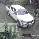 Camioneta mata de forma cruel a un perro en una calle de La Concepción, Masaya