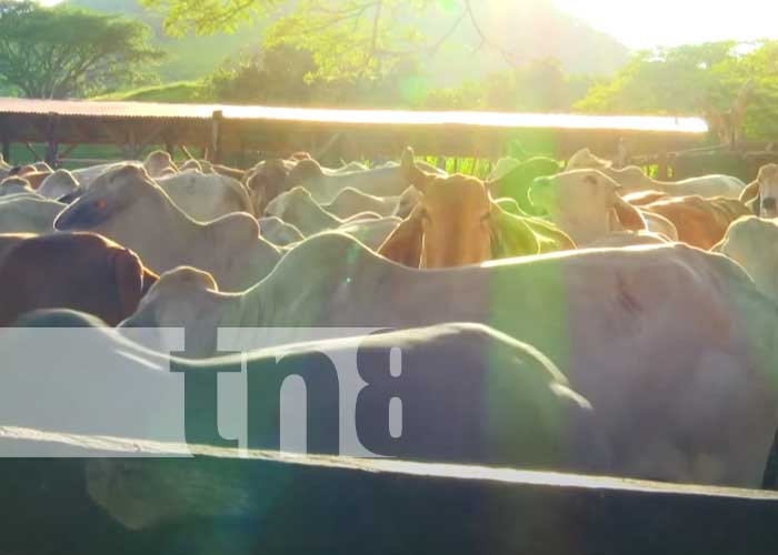 Nicaragua: Lider a nivel centroamericano de producción y exportación de lácteos
