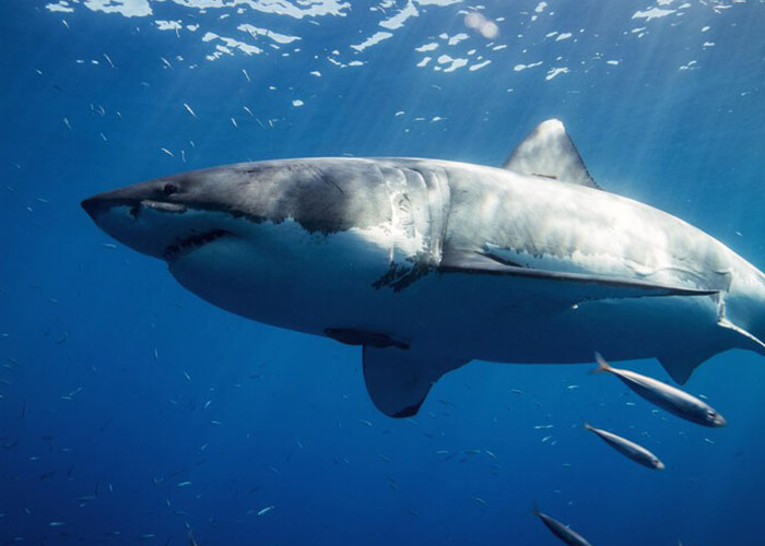 «Impresionante»: tiburón con mas de 80 millones de años