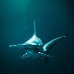 «Impresionante»: tiburón con mas de 80 millones de años