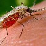 Encuentran mosquito resistente al insecticida y que produce la malaria