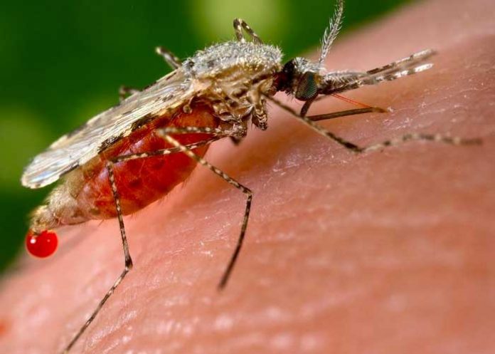 Encuentran mosquito resistente al insecticida y que produce la malaria