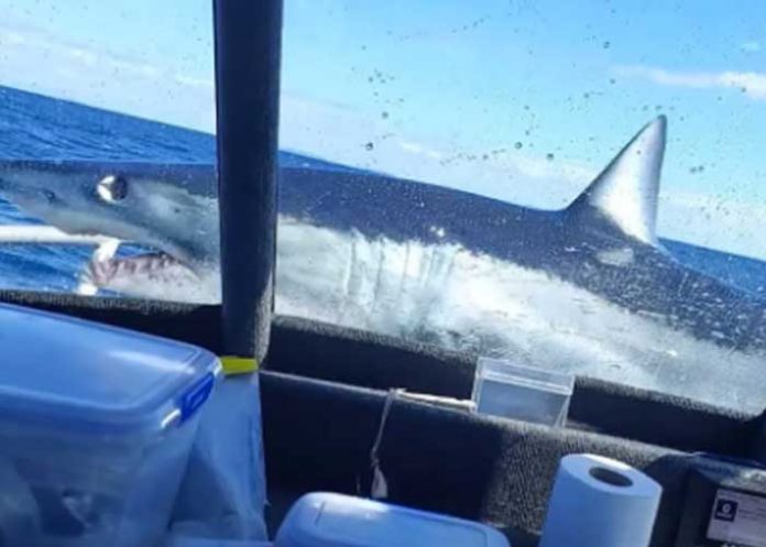 Turistas ven la muerte de cerca luego que tiburón saltara a su barco