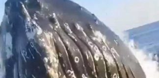 ¡Clase susto! Gigantesca ballena sorprende a pescadores (VIDEO)