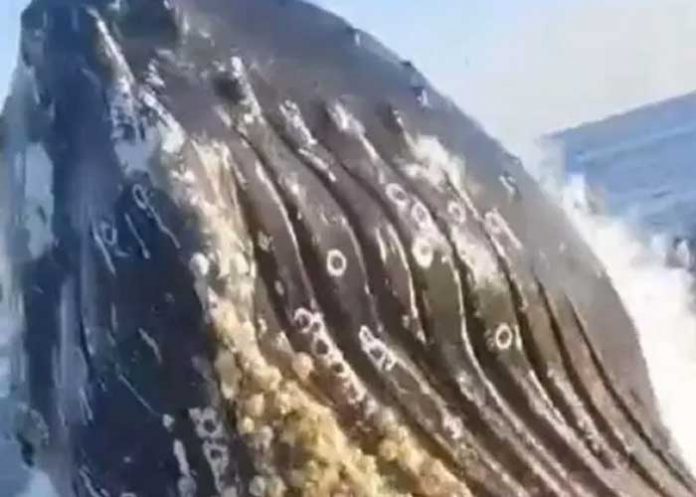 ¡Clase susto! Gigantesca ballena sorprende a pescadores (VIDEO)