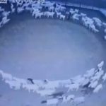 ¿Señal del apocalipsis? Aterradoras ovejas dan vuelta en círculos como zombis