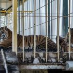 ¡Insólito! Tigre devora a una cachorra de su misma especie en un circo en Matagalpa