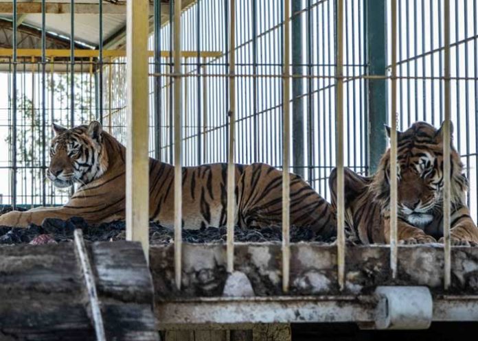 ¡Insólito! Tigre devora a una cachorra de su misma especie en un circo en Matagalpa