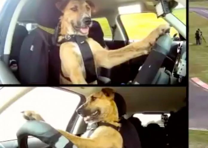 Perro conduce un carro y se hace viral