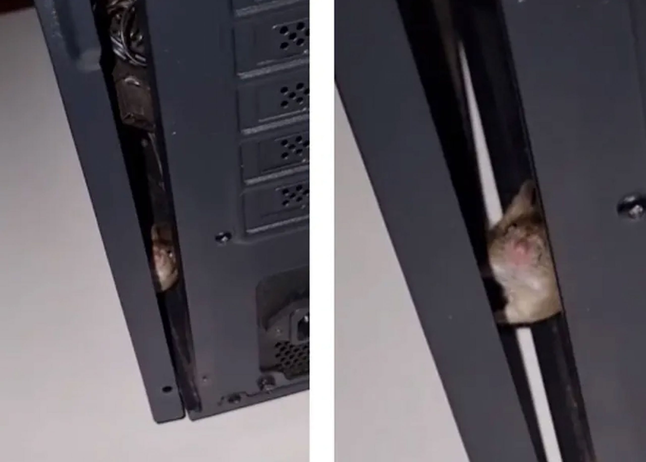 ¿Buscaba queso? Joven encuentra un ratón dentro de su computadora (Video)