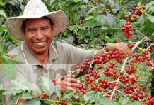 Producción cafetalera en Nicaragua generará más de US$700 millones