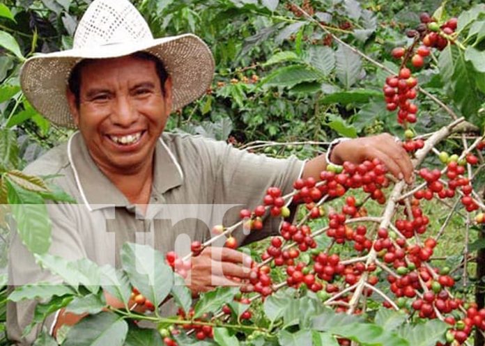Producción cafetalera en Nicaragua generará más de US$700 millones