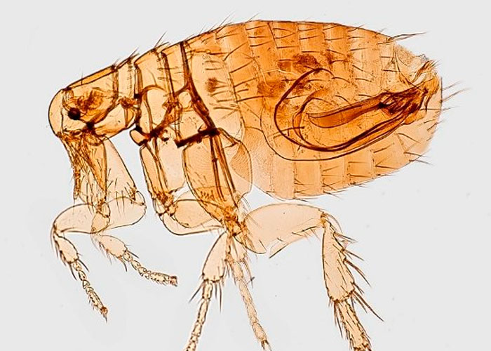Inventan dedos robóticos absurdamente precisos que te permiten acariciar una pulga