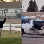 Avestruces invaden calles de Canadá al escaparse de casa