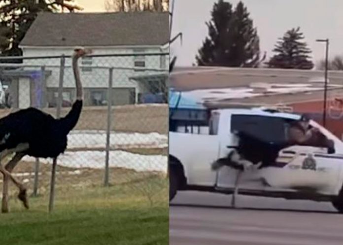 Avestruces invaden calles de Canadá al escaparse de casa