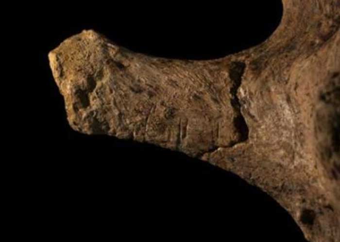 ¡Insólito! Encuentran fósiles de elefantes en Chile