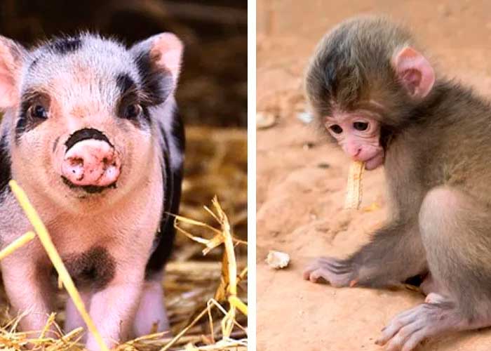 Impresionante: Trasplantan órganos de un cerdo a un grupo de monos