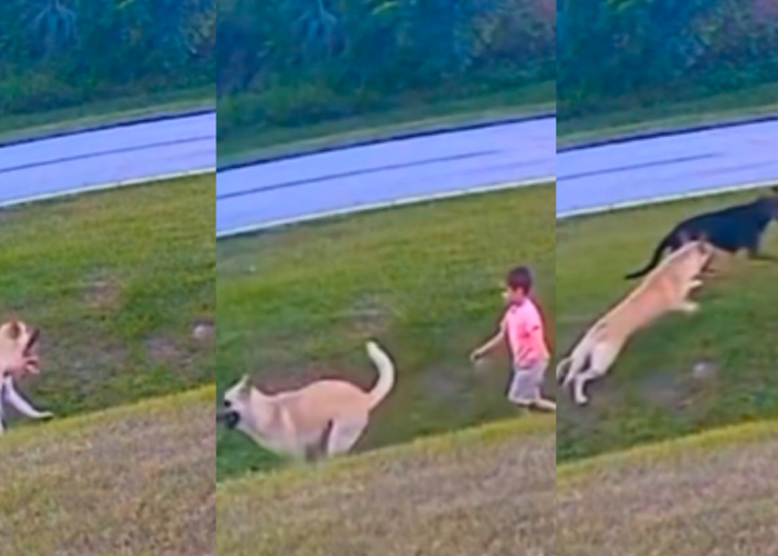 El perro salvó al niño de ser atacado por otro canino 