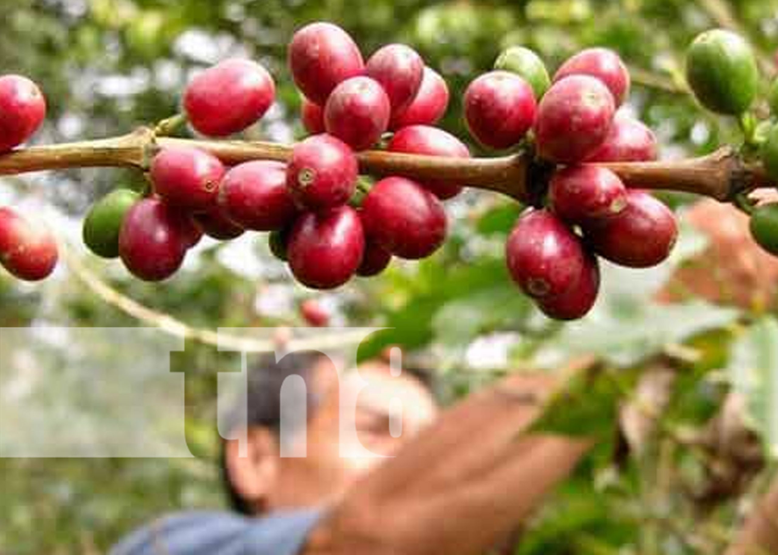 Producción cafetalera en Nicaragua generará más de US$700 millones