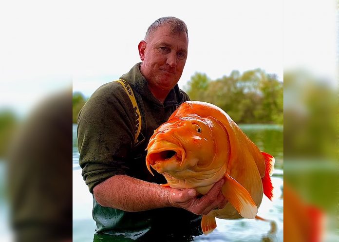 En Francia pescan un pez dorado de 30 kg (Fotos)